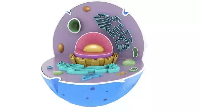 Animal cell 3d model