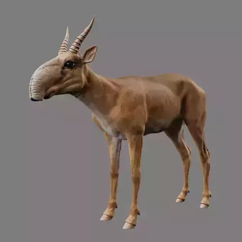 Saiga Antelope Without Bone Low-poly 3D model