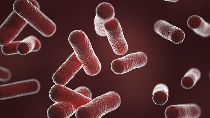 Bacillus red 3D model