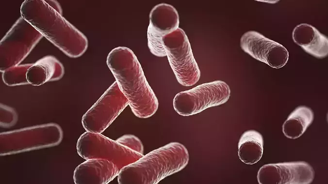 Bacillus red 3D model