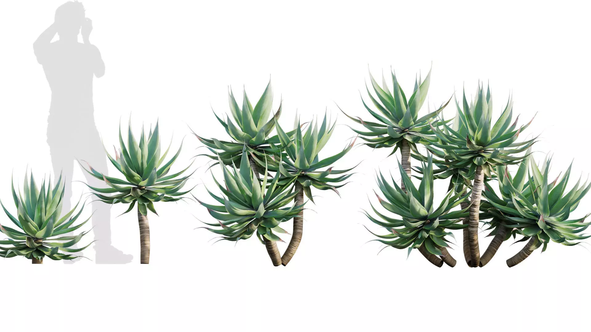 Agave attenuata - Fox tailail - 01 3D model