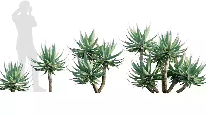Agave attenuata - Fox tailail - 01
