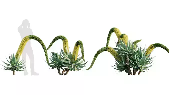 Agave attenuata - Fox tailail - 02