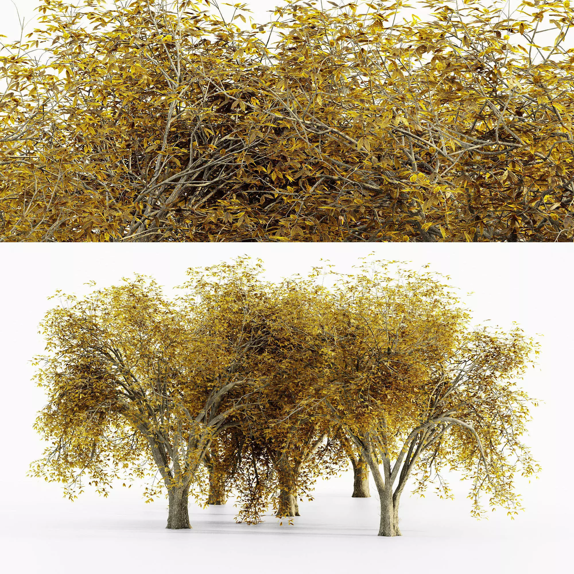 American Elm Fall tree collection 5 trees in the scene Free 3D model_0