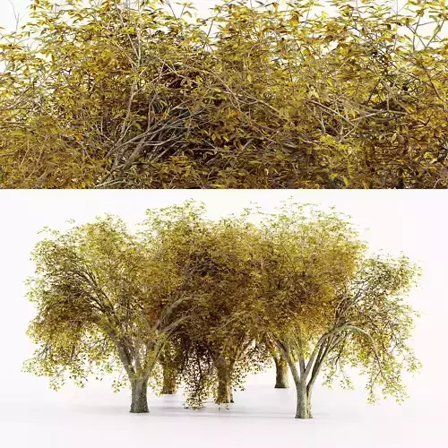 American Elm Fall tree collection 5 trees in the scene Free 3D model