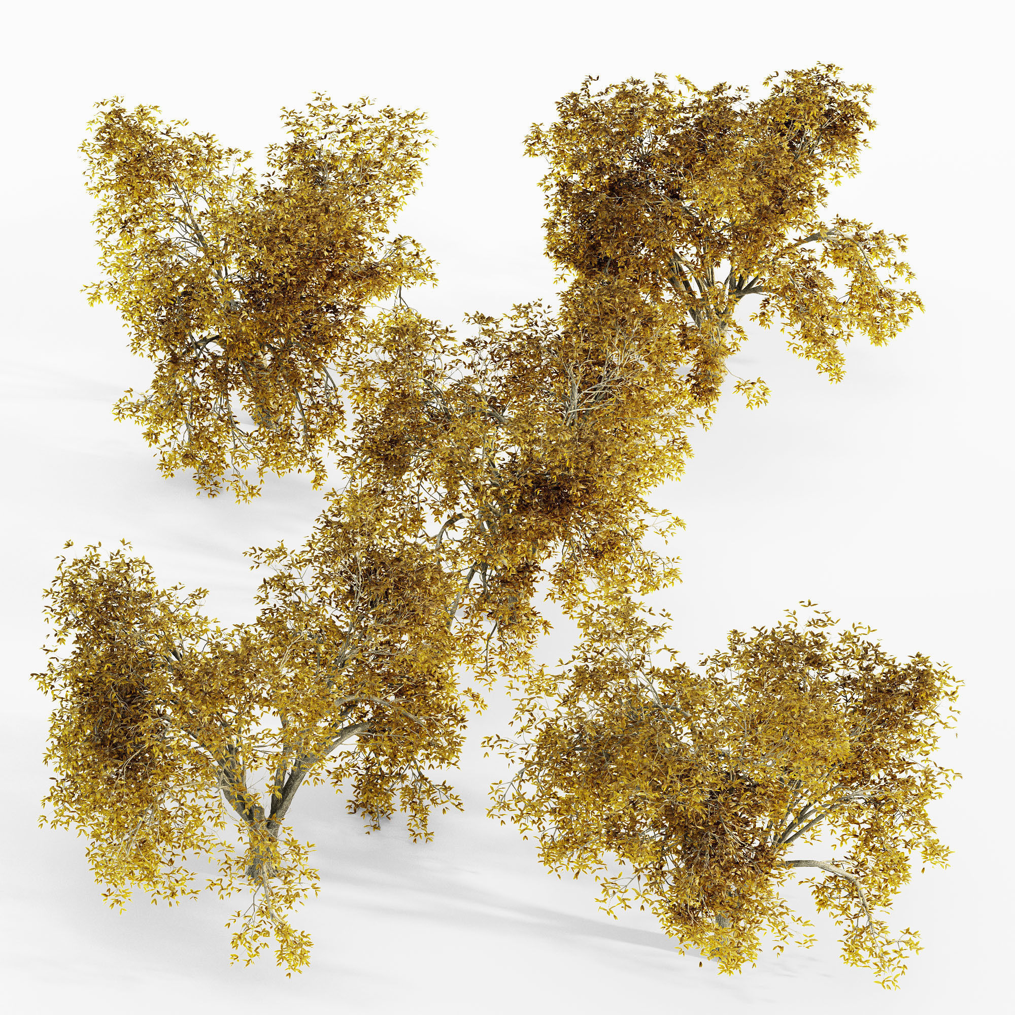 American Elm Fall tree collection 5 trees in the scene Free 3D model_1