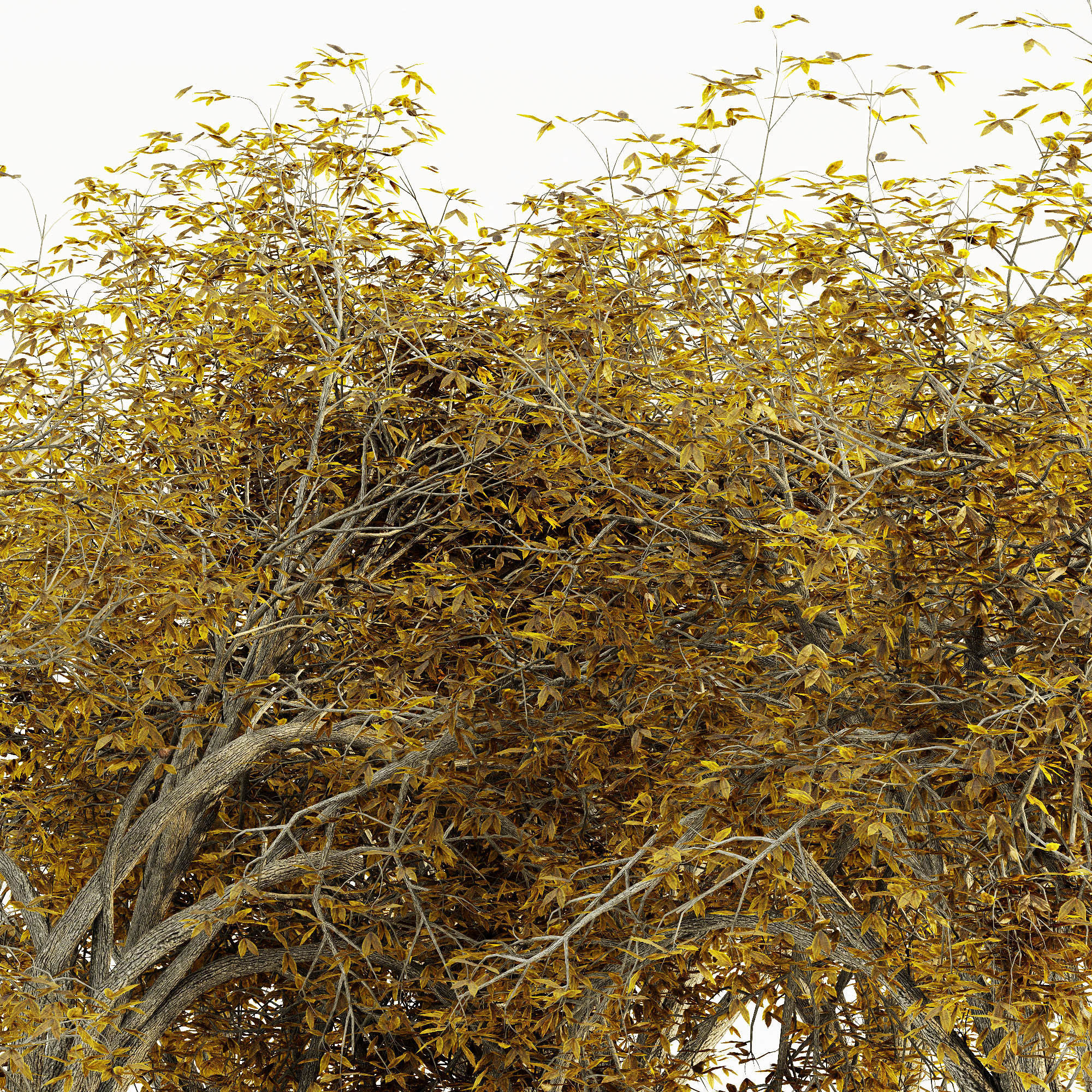 American Elm Fall tree collection 5 trees in the scene Free 3D model_2