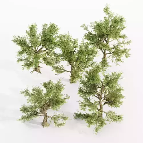 American Sycamore tree collection 5 trees in the scene