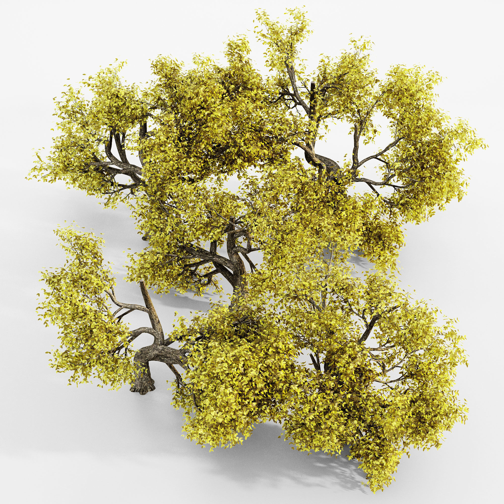 Amur Cork Fall tree collection 5 trees in the scene Free 3D model