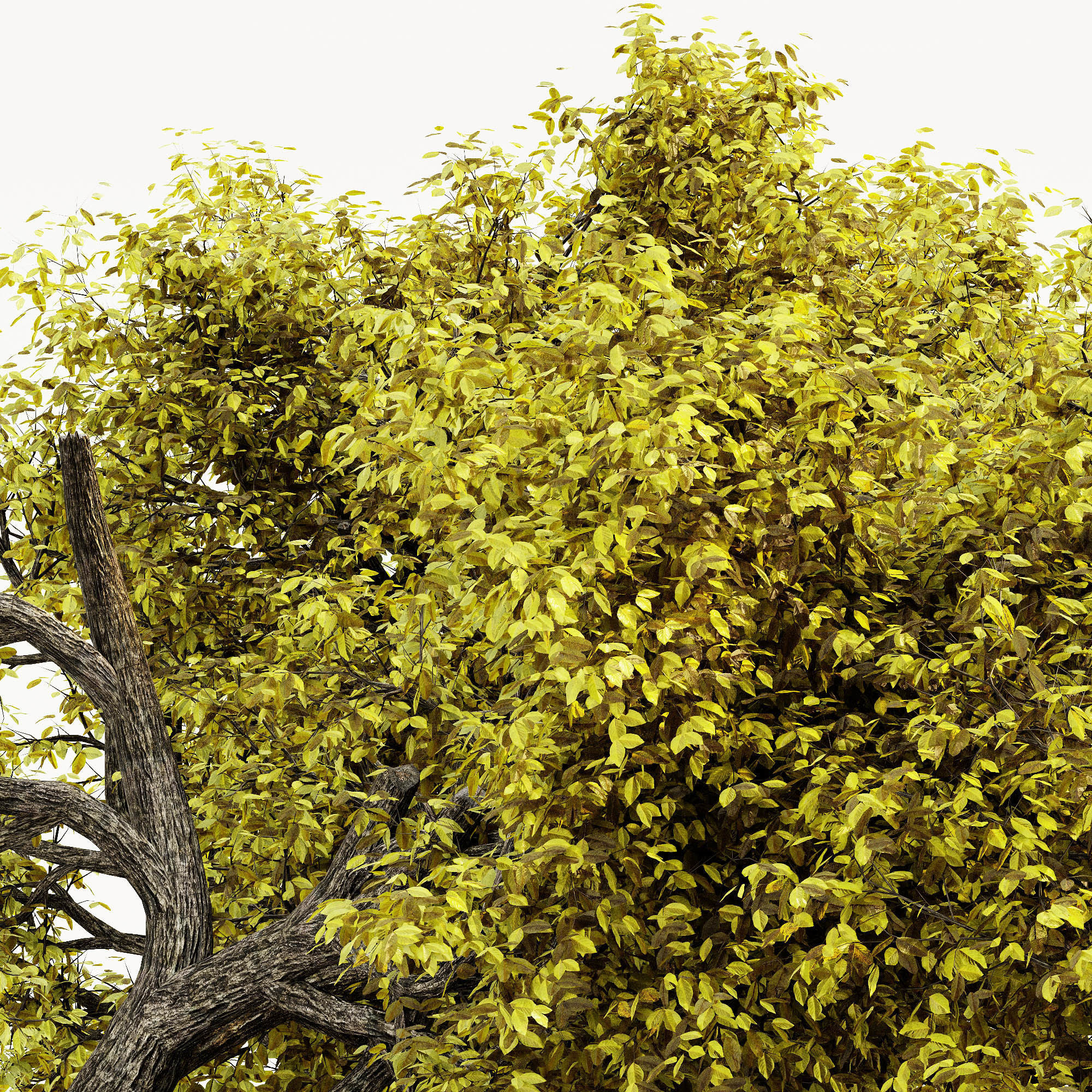 Amur Cork Fall tree collection 5 trees in the scene Free 3D model