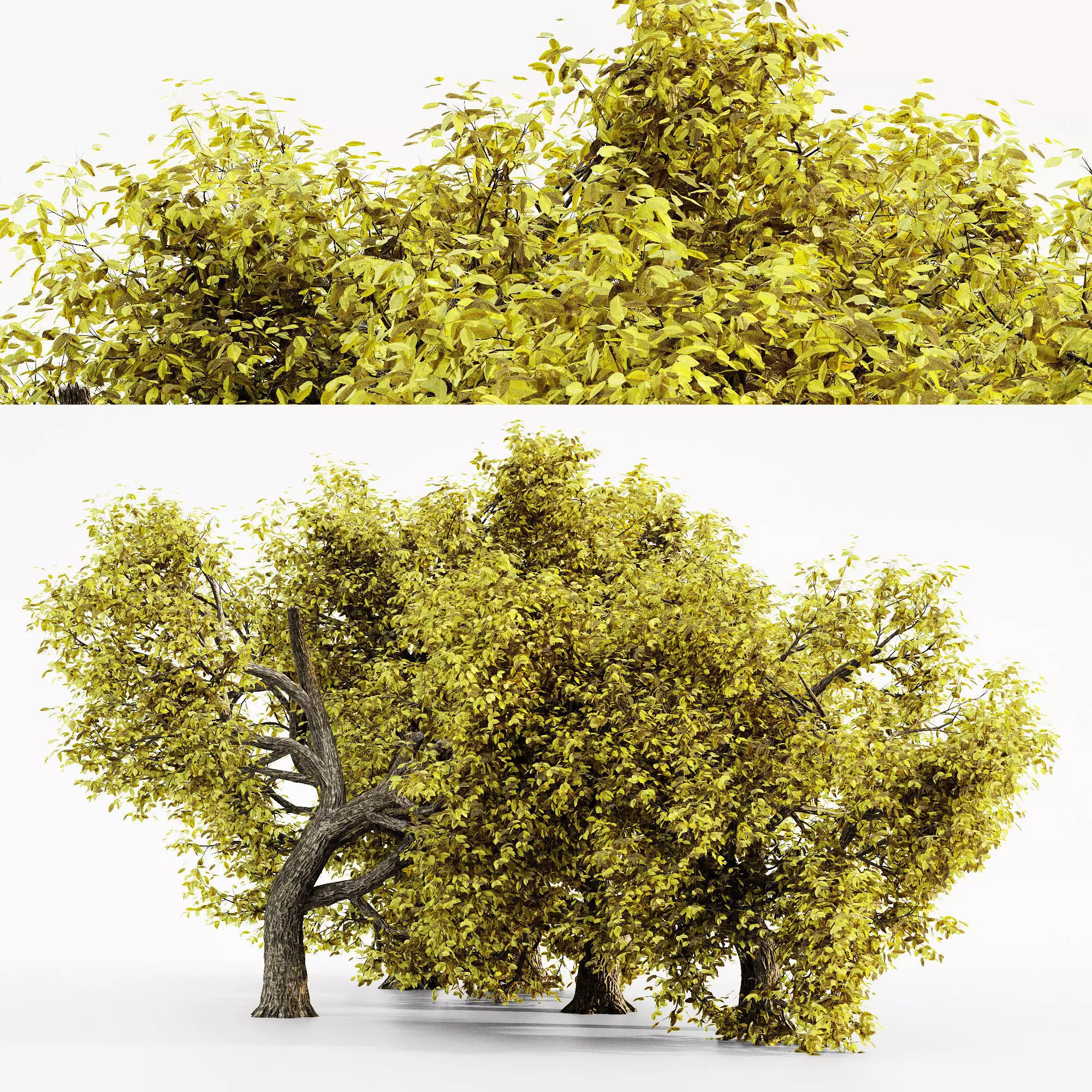 Amur Cork Fall tree collection 5 trees in the scene Free 3D model
