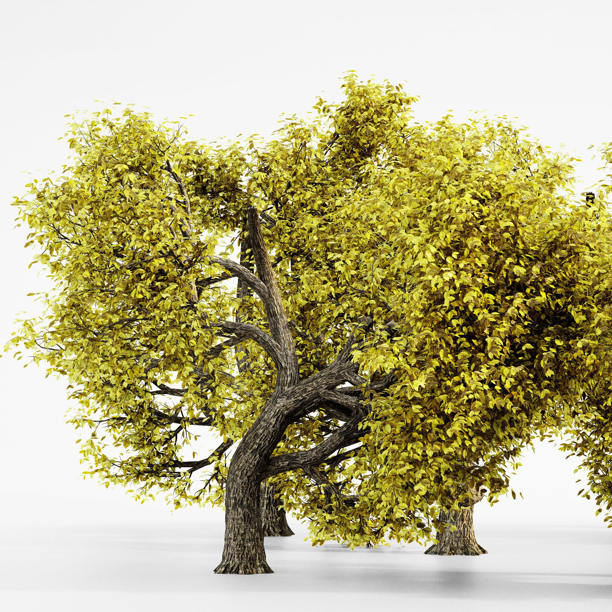 Amur Cork Fall tree collection 5 trees in the scene Free 3D model