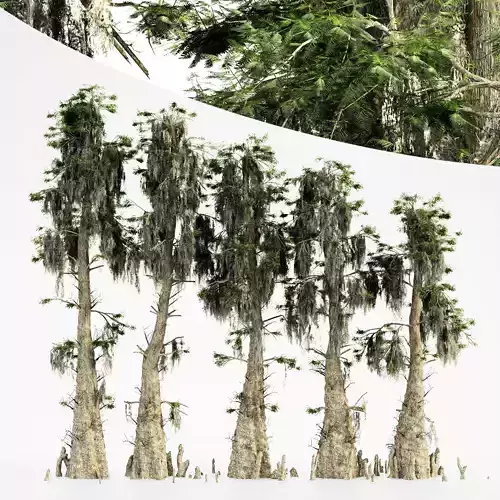 Bald Cypress tree collection 5 trees in the scene