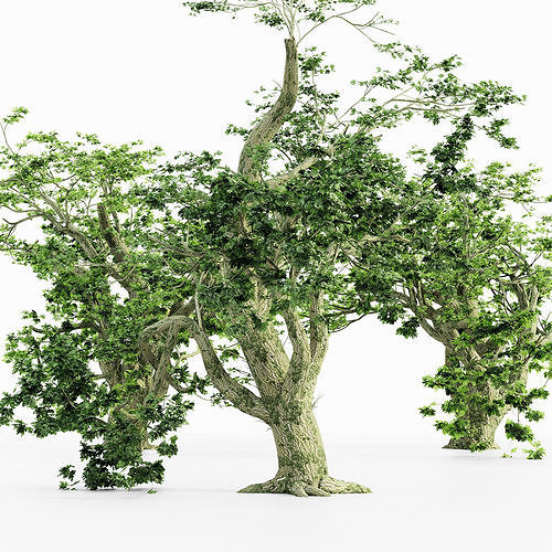 Big Leaf Maple tree collection 5 trees in the scene 3D model