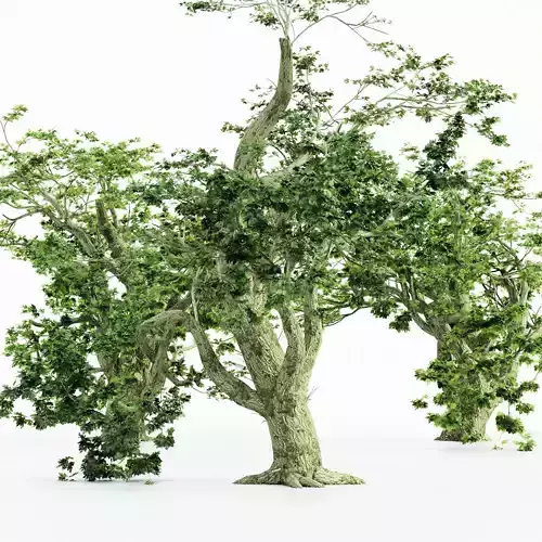 Big Leaf Maple tree collection 5 trees in the scene 3D model