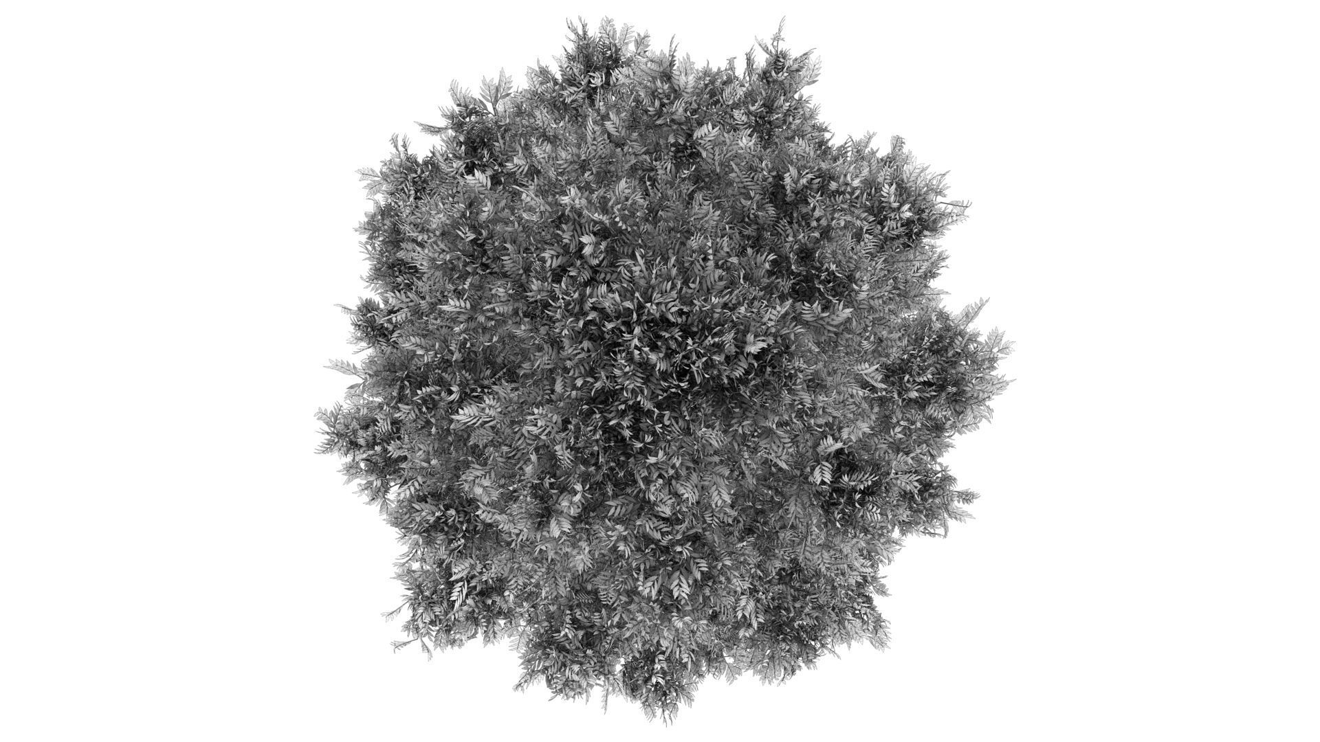 Cypress Oak Tree 3D model_15