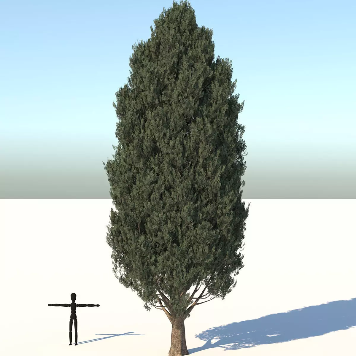 Cypress Oak Tree 3D model_0