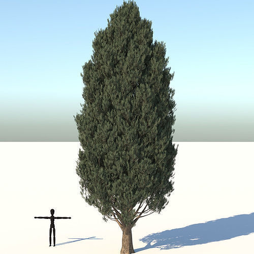 Cypress Oak Tree 3D model