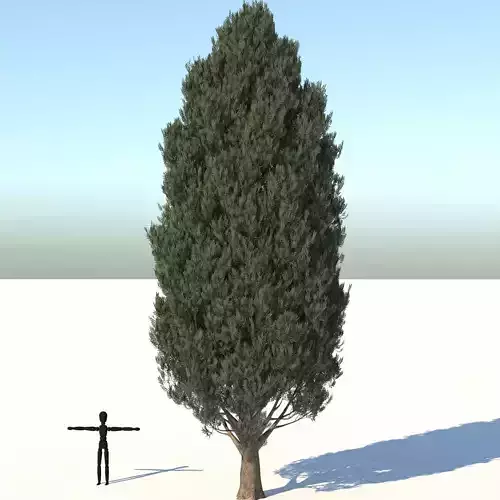 Cypress Oak Tree 3D model