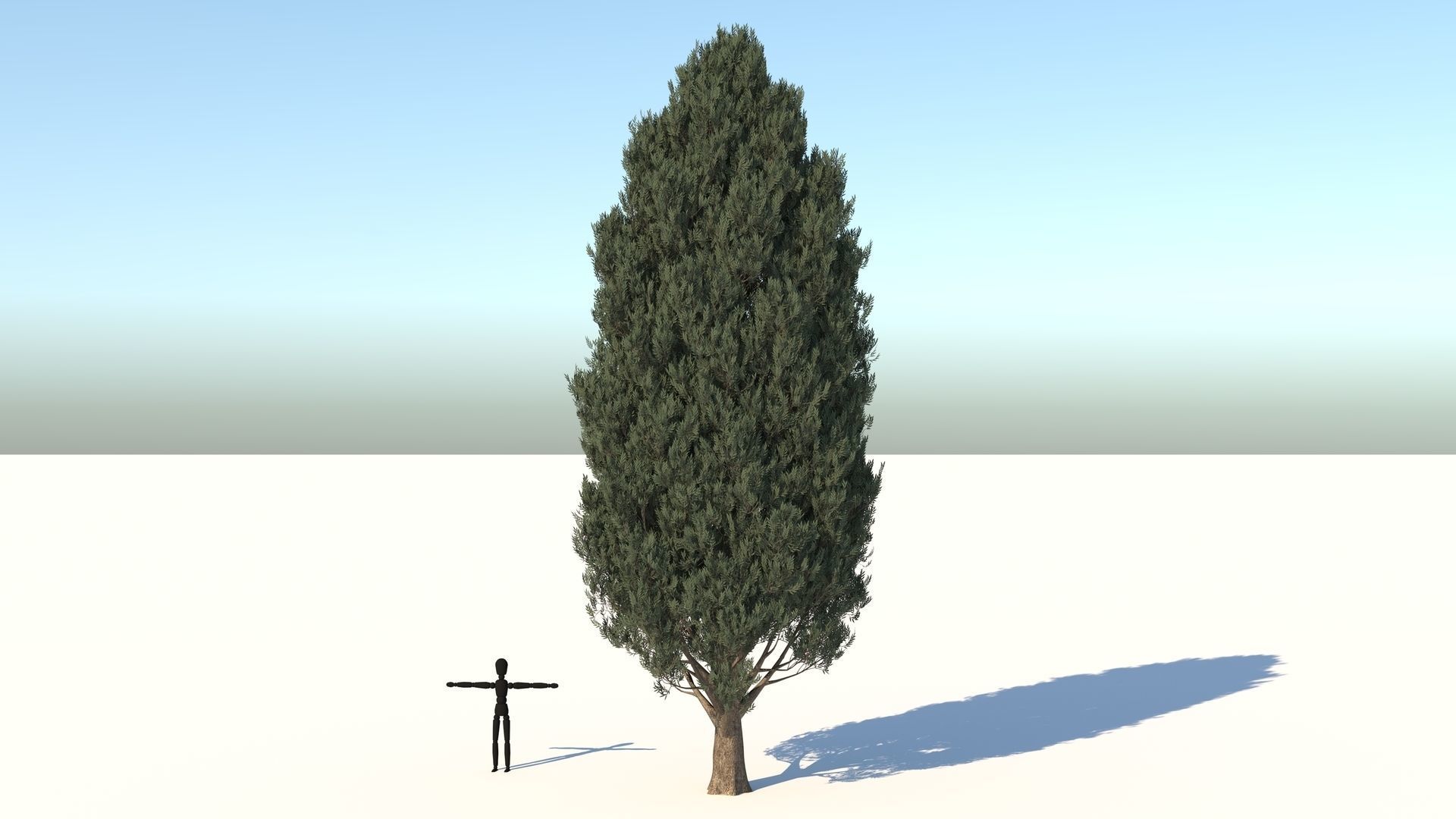 Cypress Oak Tree 3D model_1