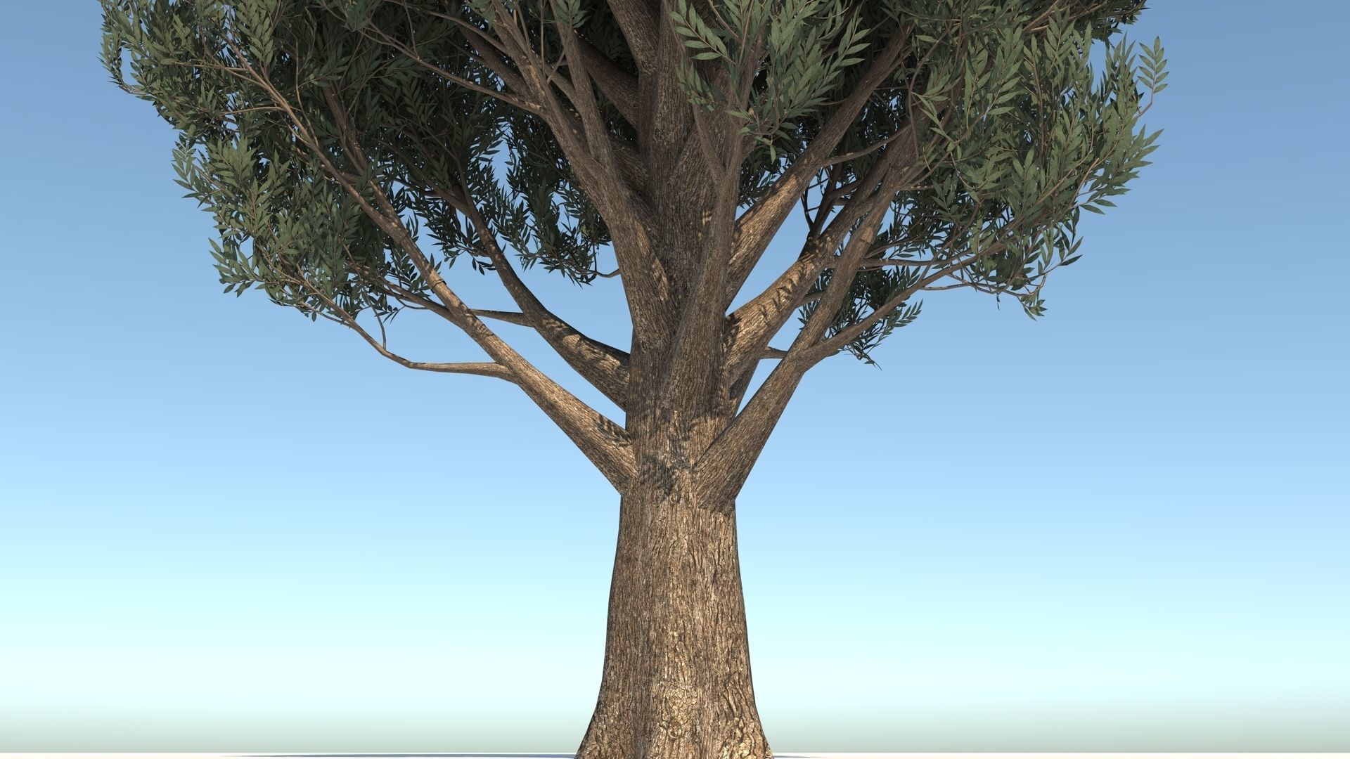 Cypress Oak Tree 3D model_8