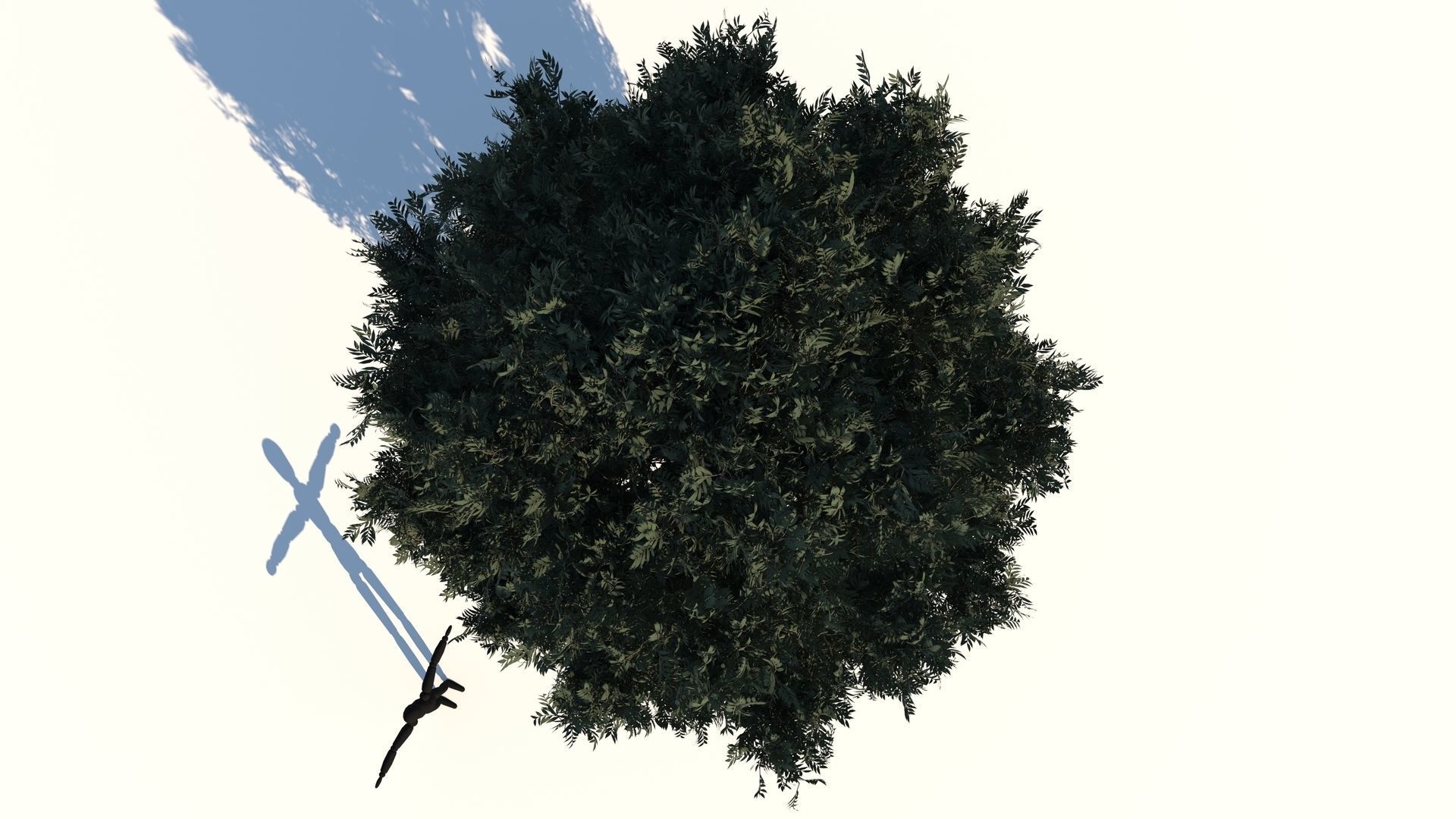 Cypress Oak Tree 3D model_6