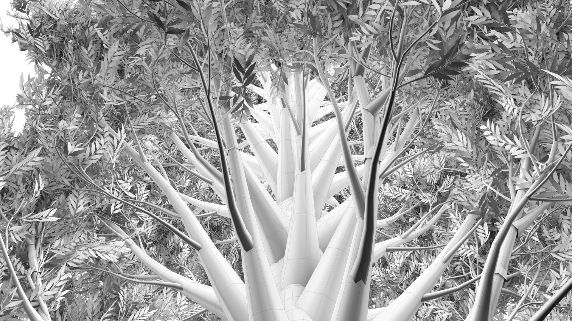 Cypress Oak Tree 3D model_12