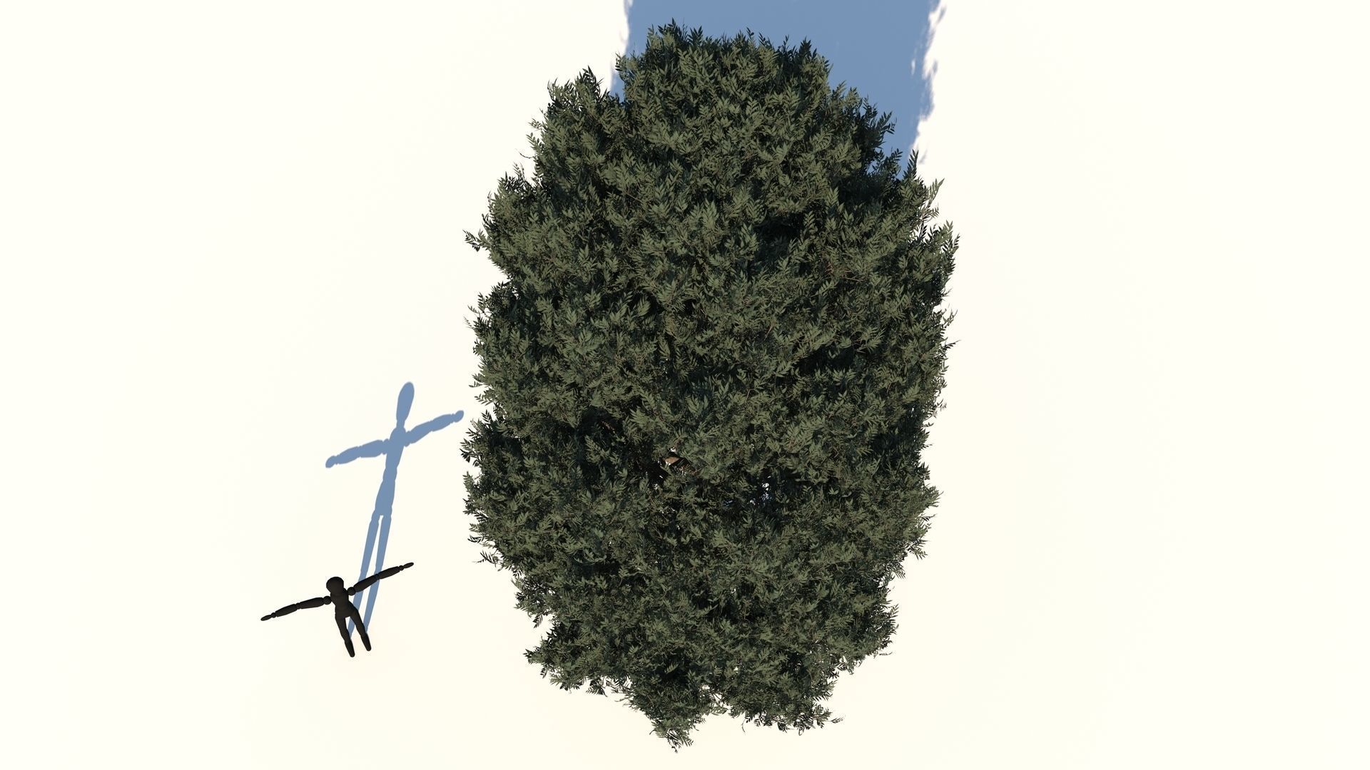 Cypress Oak Tree 3D model_3