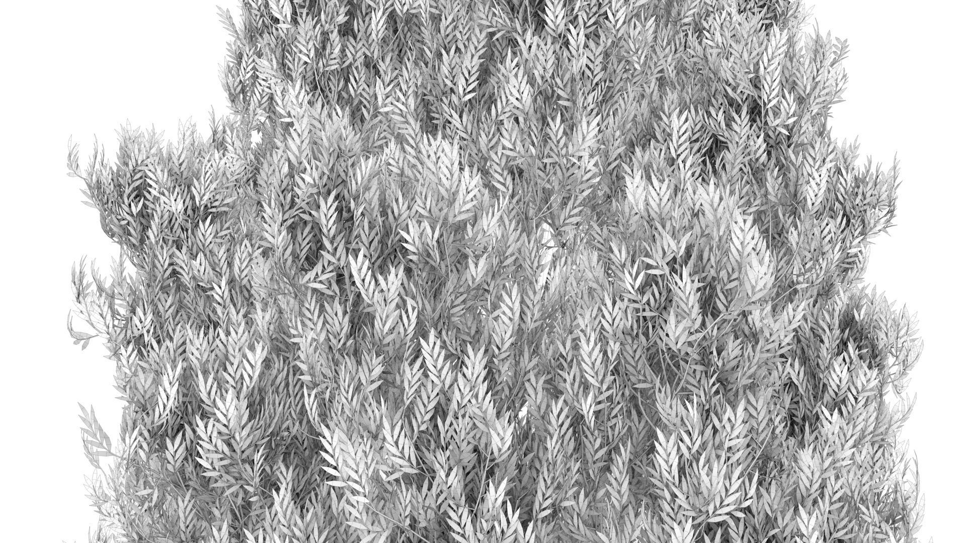 Cypress Oak Tree 3D model_14