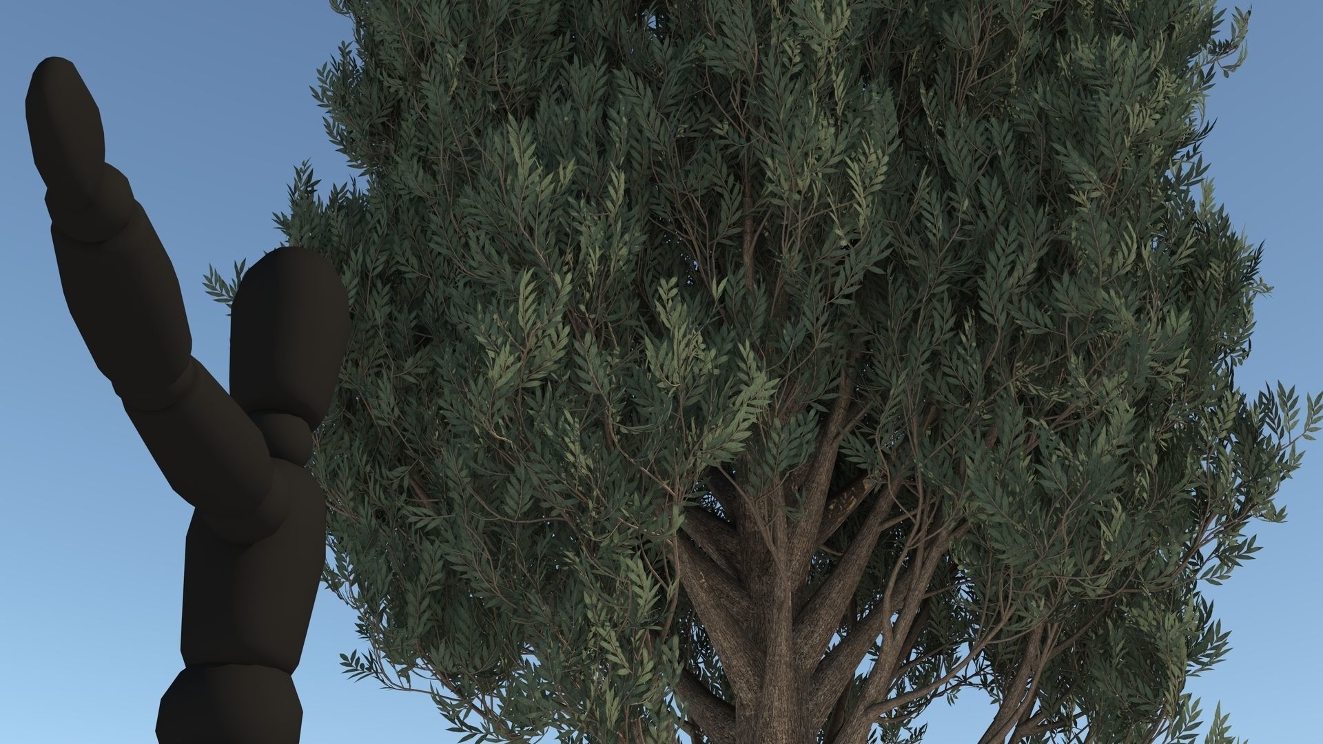 Cypress Oak Tree 3D model_5