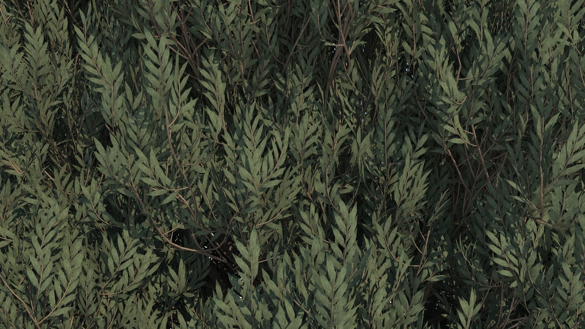 Cypress Oak Tree 3D model_7