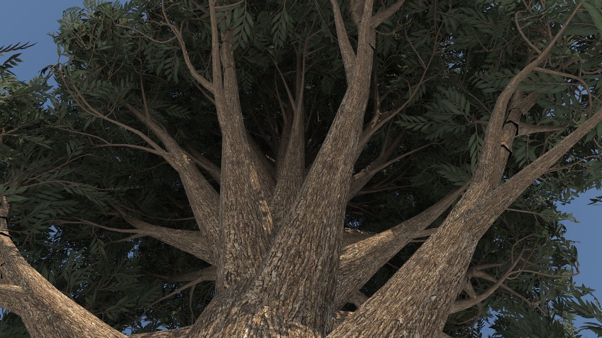 Cypress Oak Tree 3D model_4