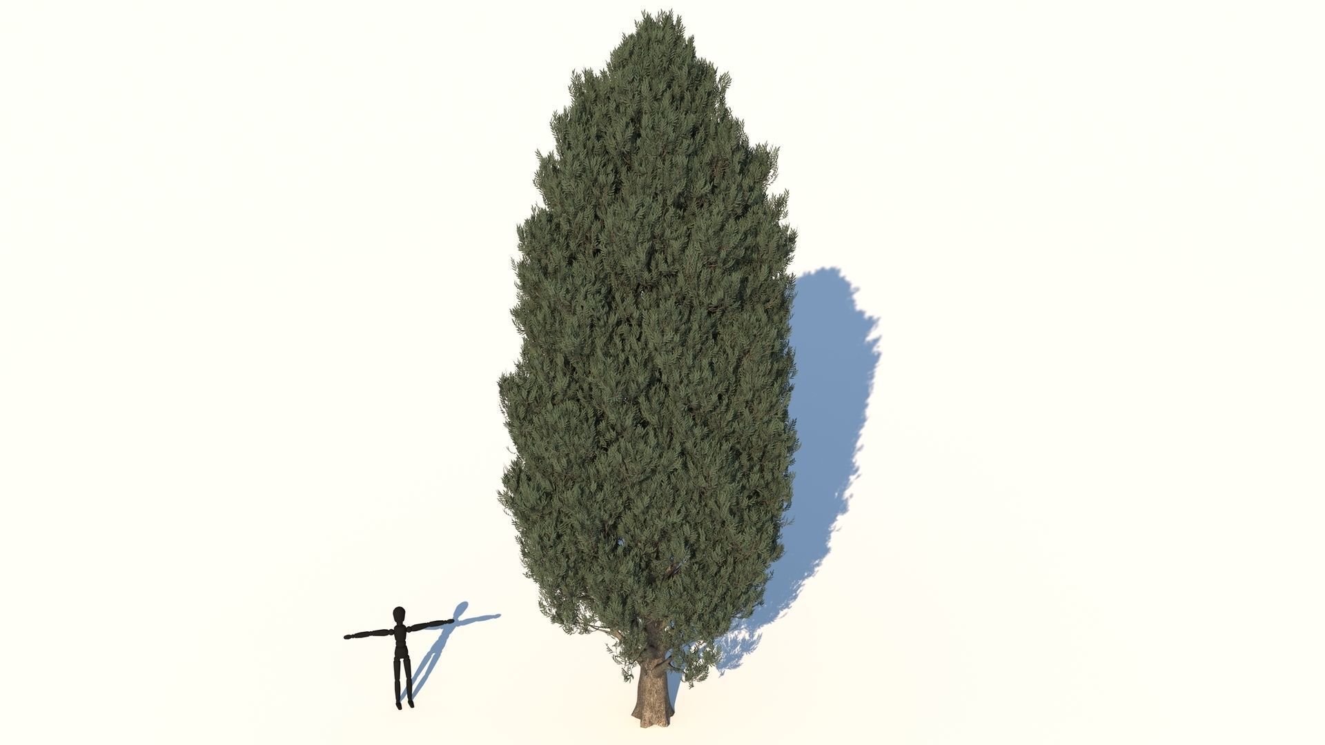 Cypress Oak Tree 3D model_2