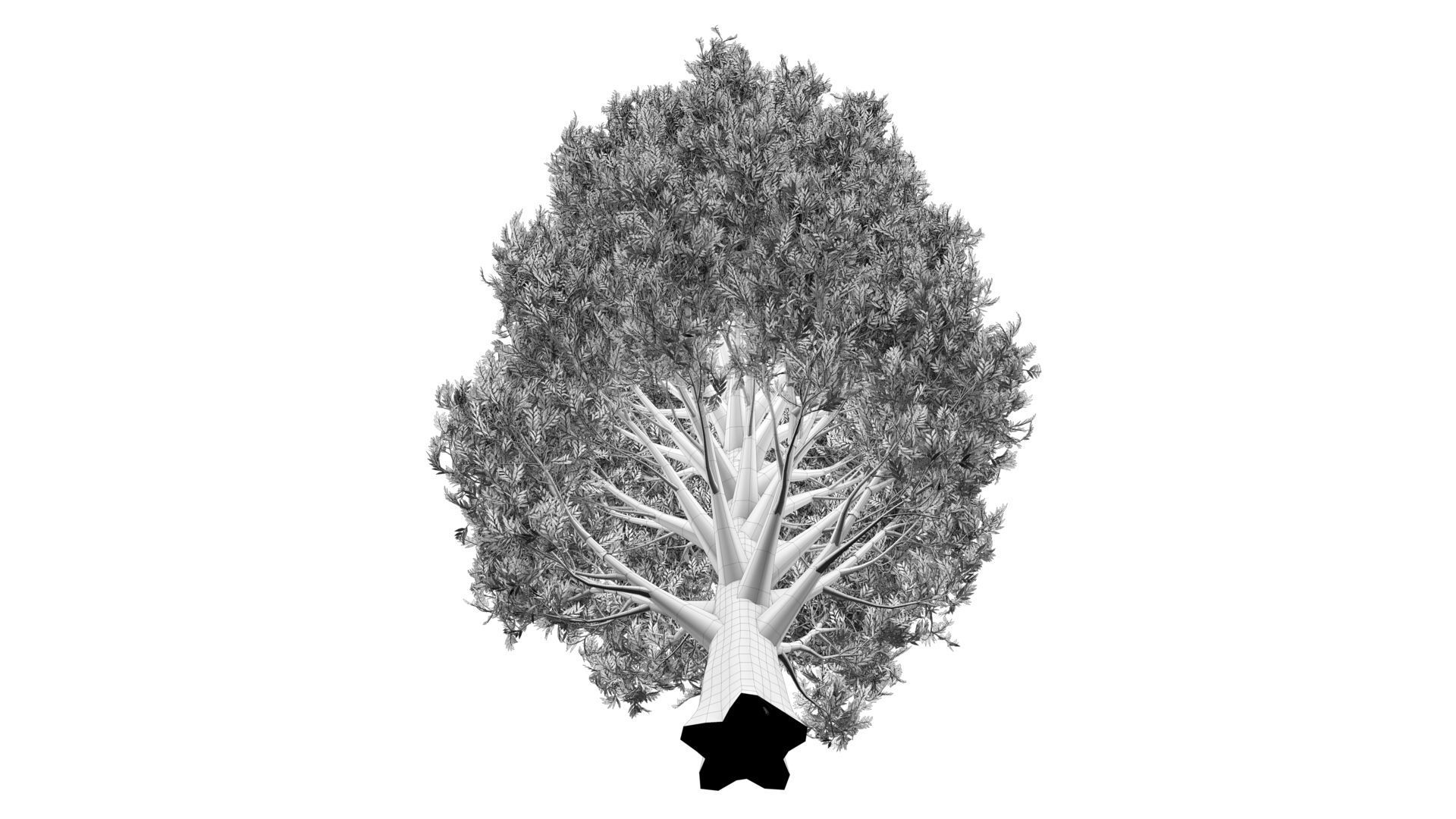 Cypress Oak Tree 3D model_11