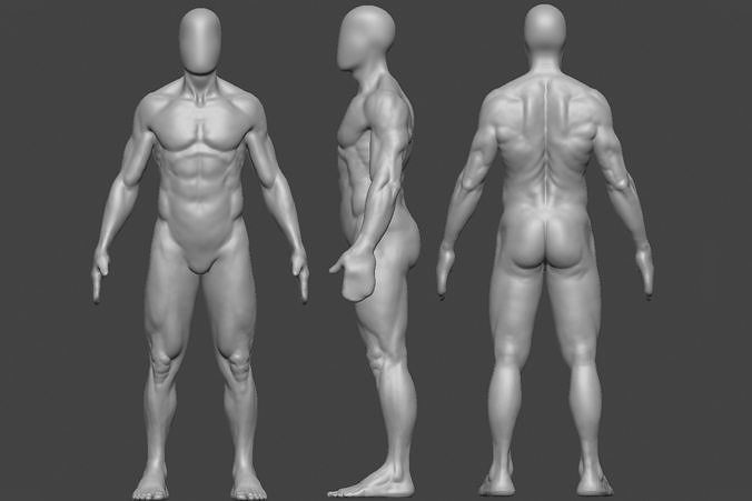 Human Anatomy - 2 3D model