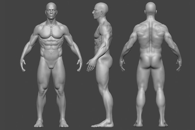 Human Anatomy - 3 3D model