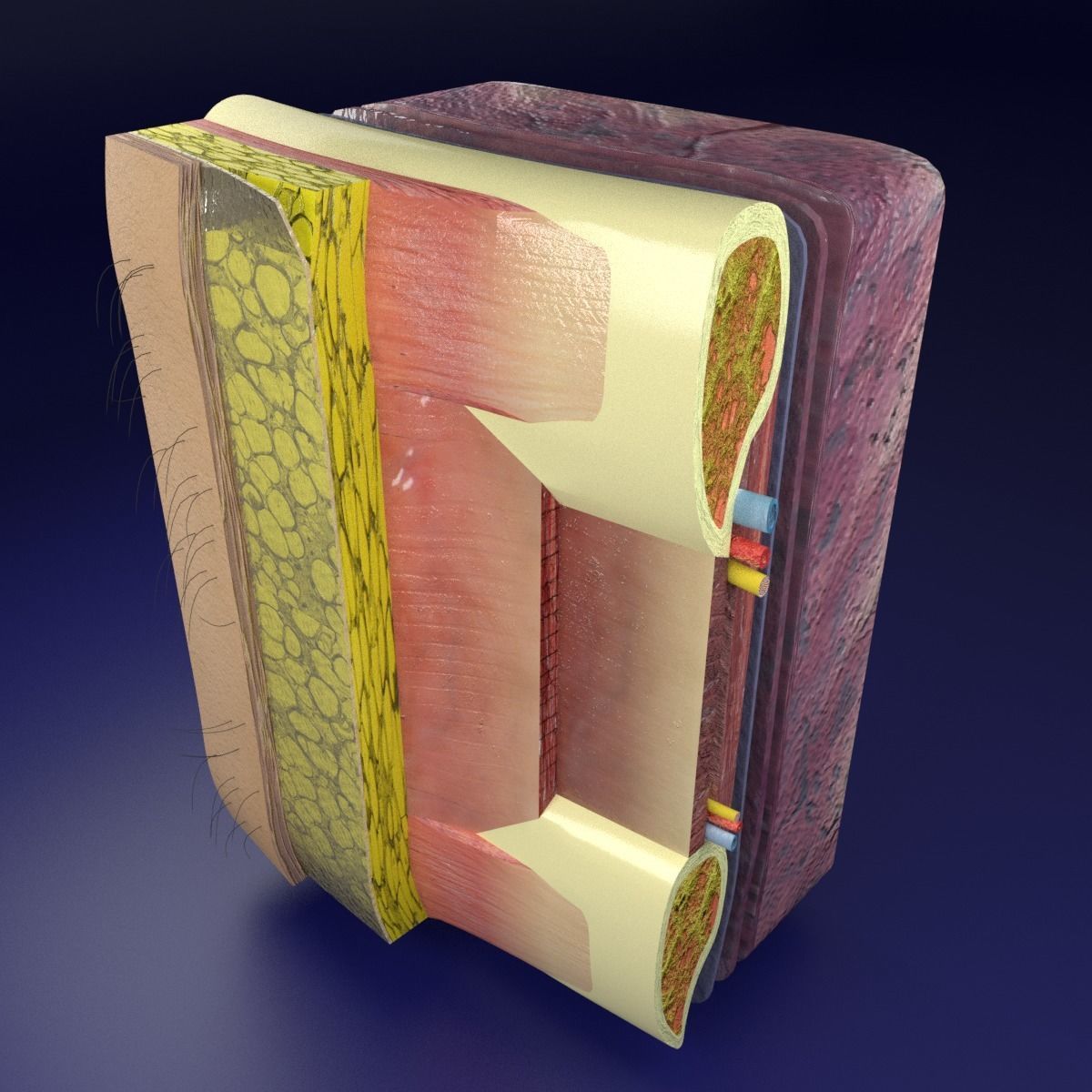 Thoracic wall layers 3D model_13