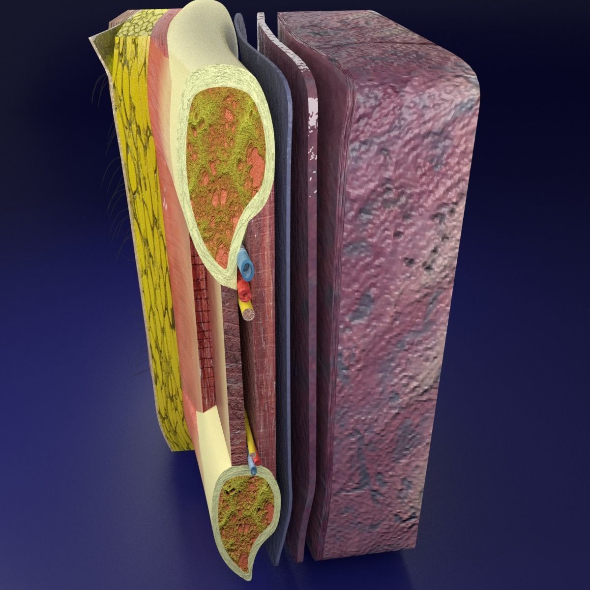 Thoracic wall layers 3D model_5
