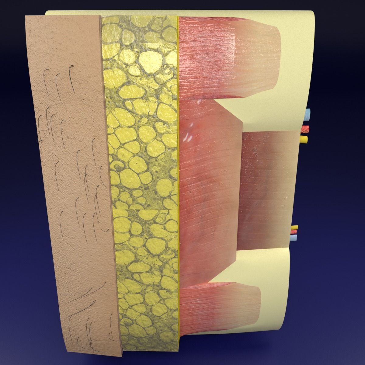 Thoracic wall layers 3D model_8