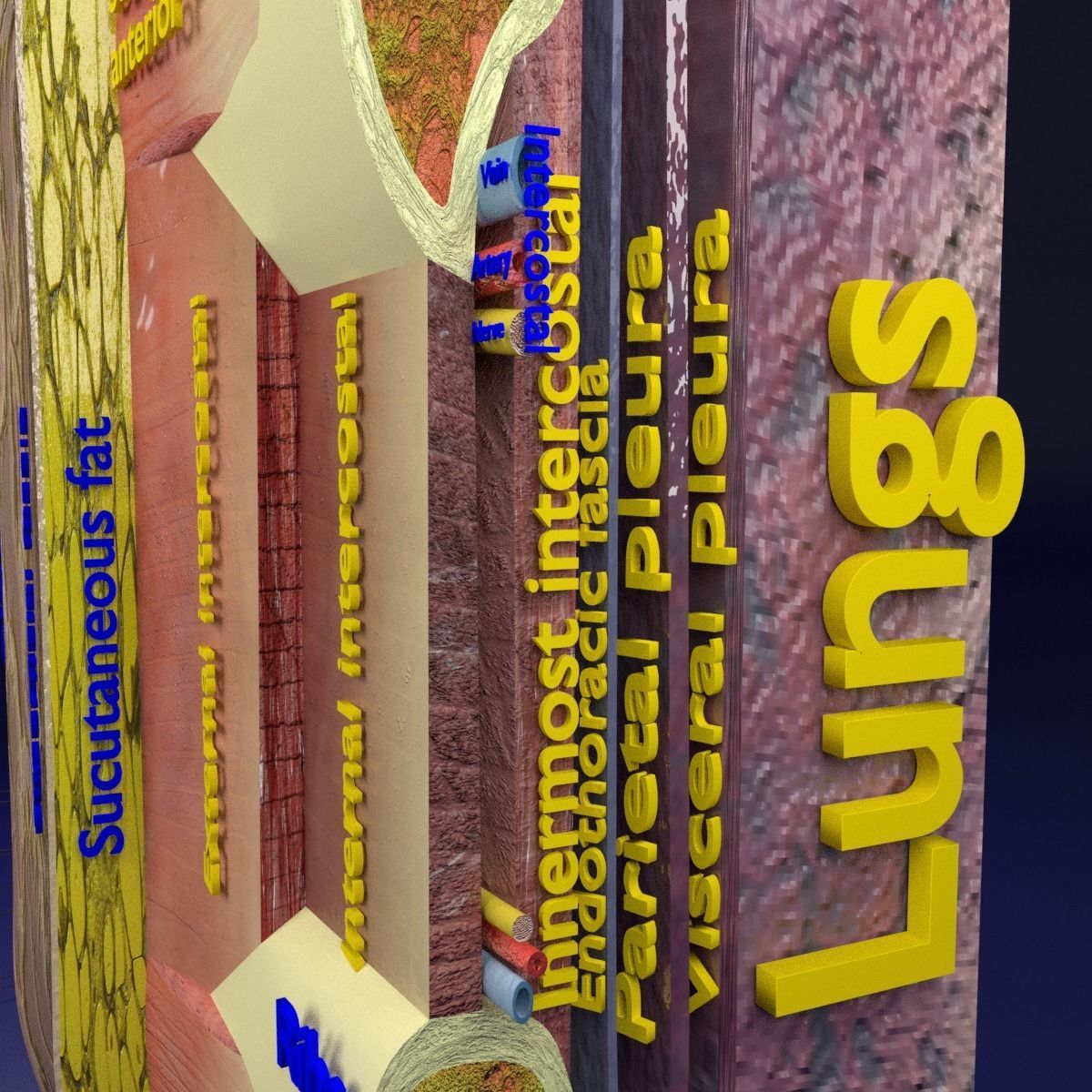 Thoracic wall layers 3D model_11