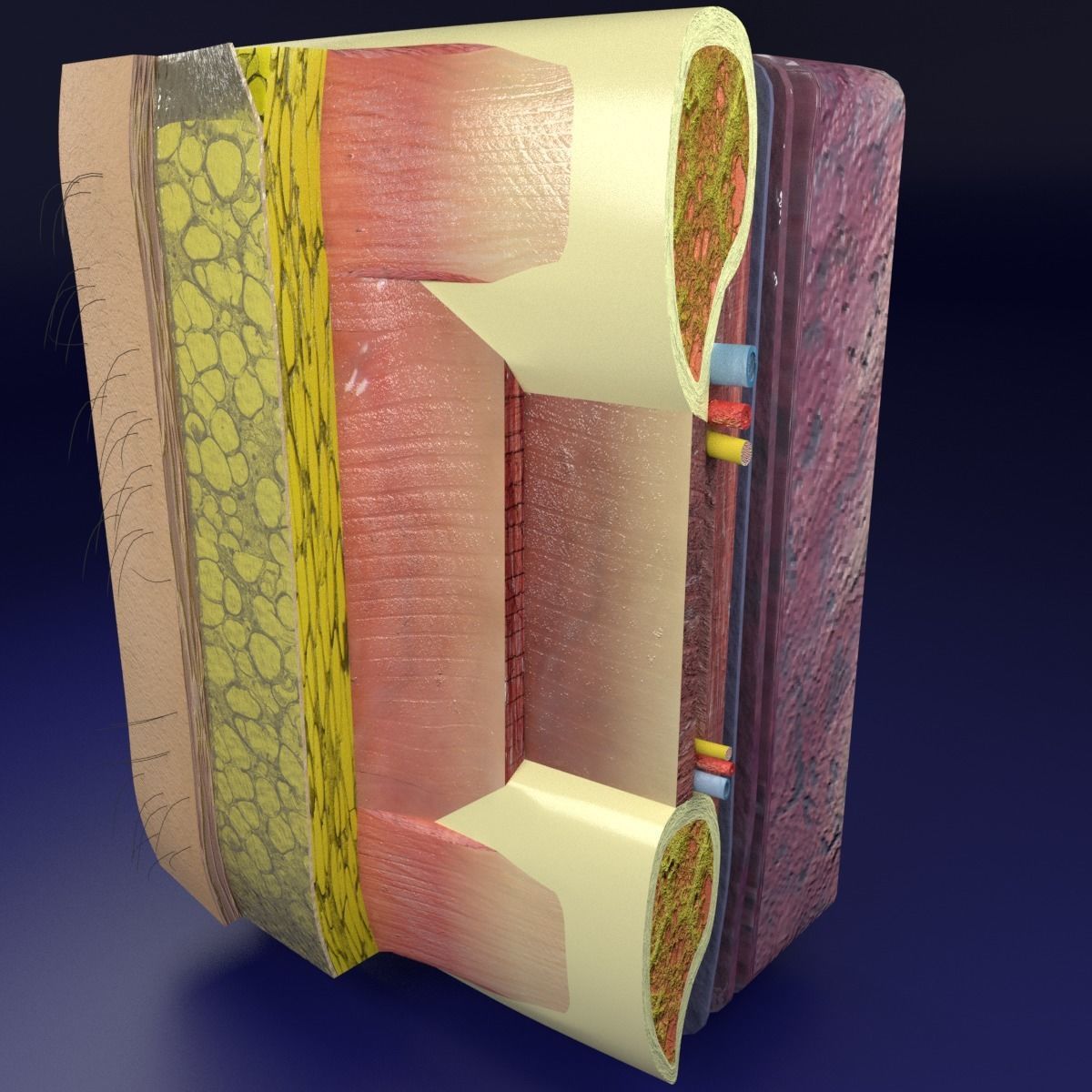 Thoracic wall layers 3D model_7
