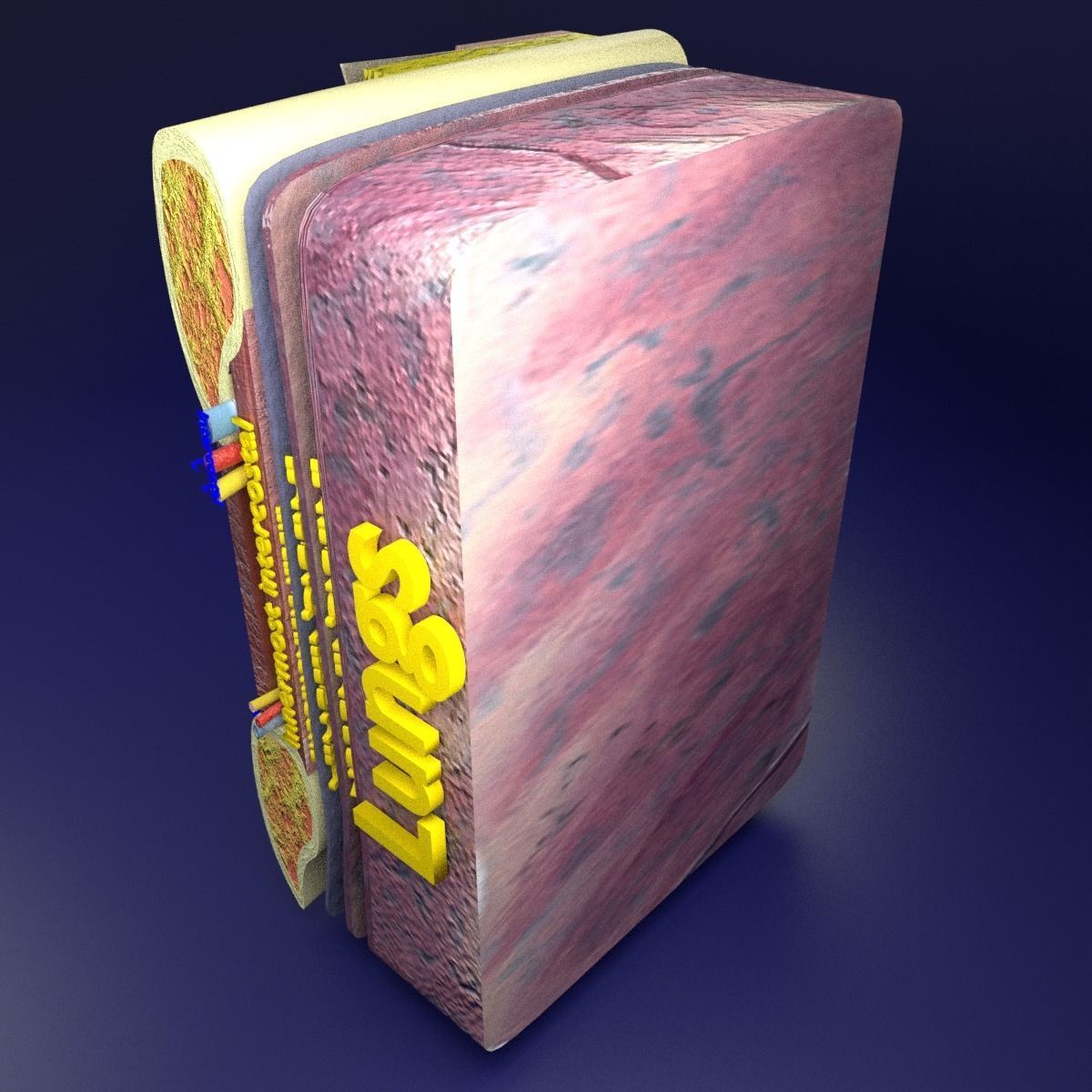 Thoracic wall layers 3D model_9