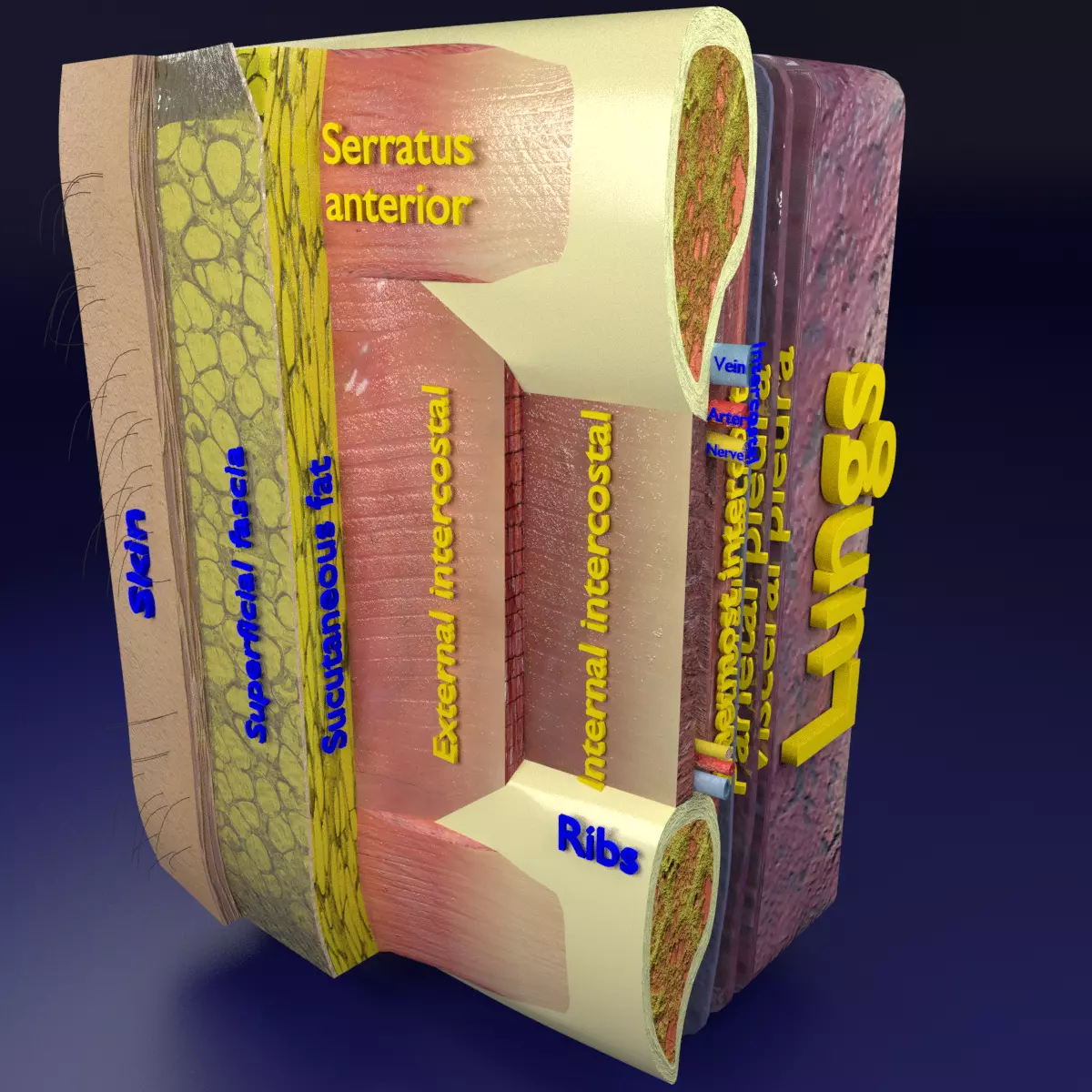 Thoracic wall layers 3D model_0