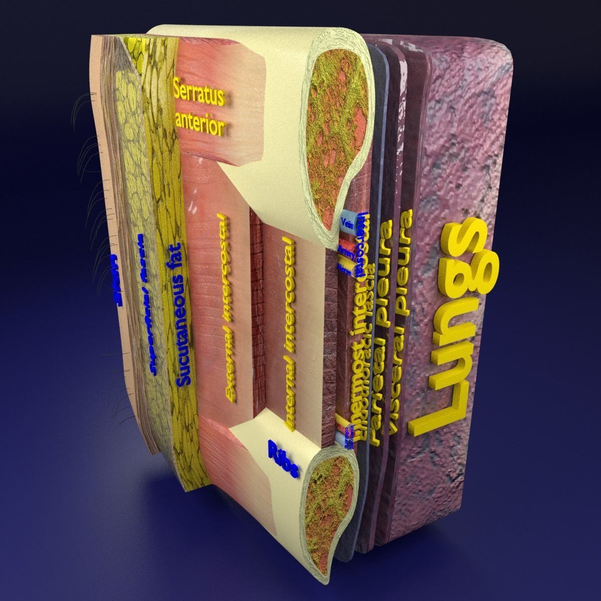 Thoracic wall layers 3D model_2