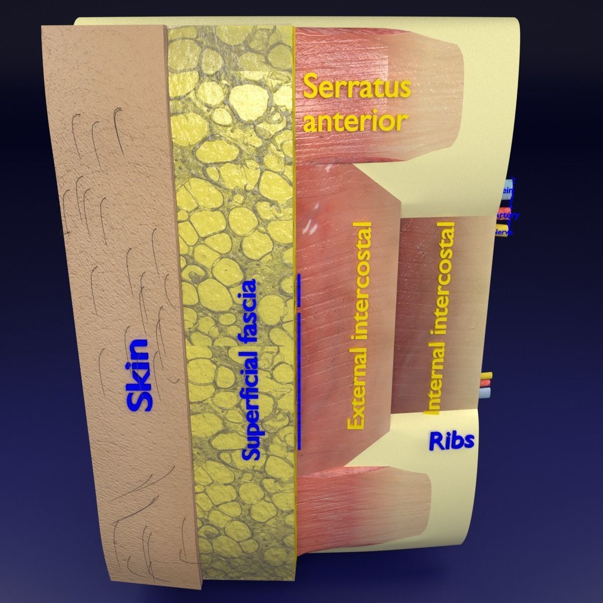 Thoracic wall layers 3D model_14