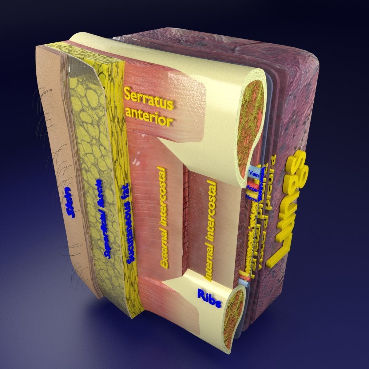 Thoracic wall layers 3D model_4