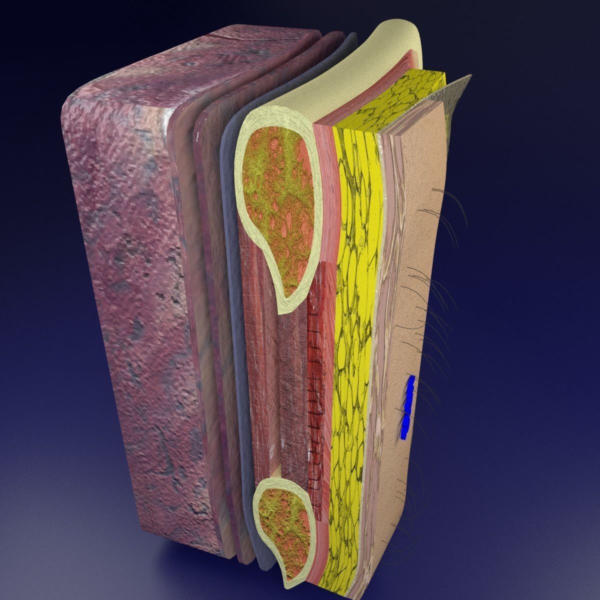 Thoracic wall layers 3D model_10