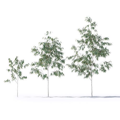 Eucalyptus Pauciflora young trees 3D model