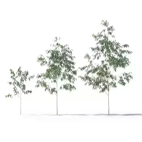 Eucalyptus Pauciflora young trees