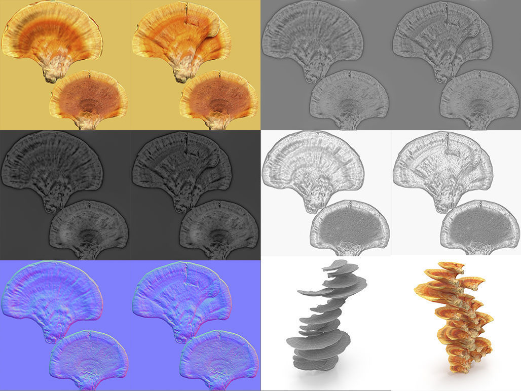 Tinder fungus V1 Low-poly 3D model_8